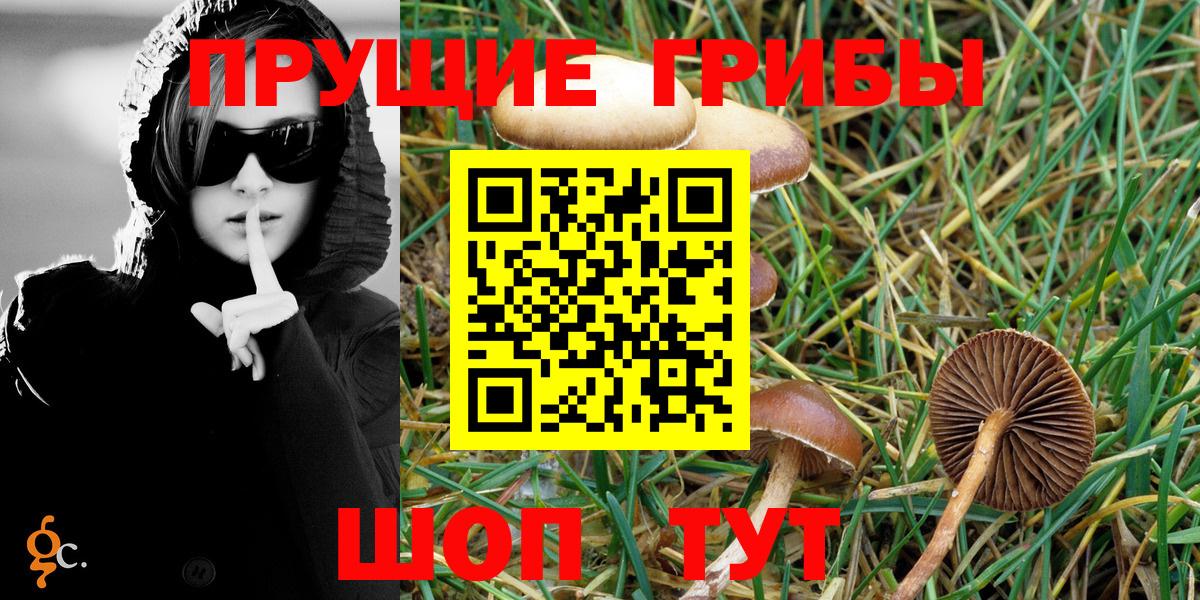 Псилоцибиновые грибы Psilocybine cubensis  где найти   Орехово-Зуево  Вход с VPN 